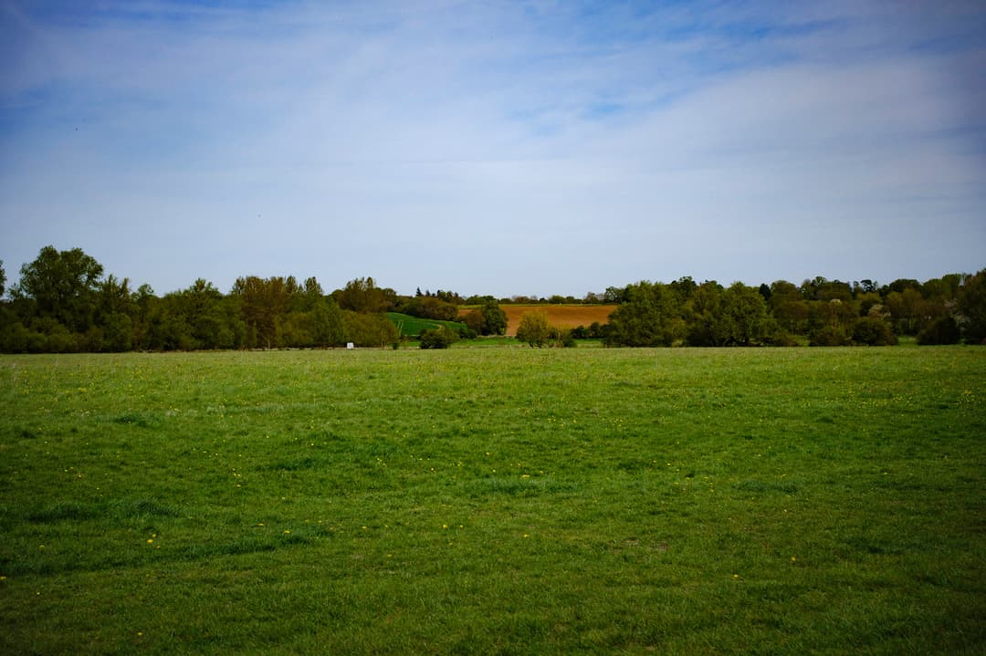 a field in Dedham, filled with green grass and trees in the background